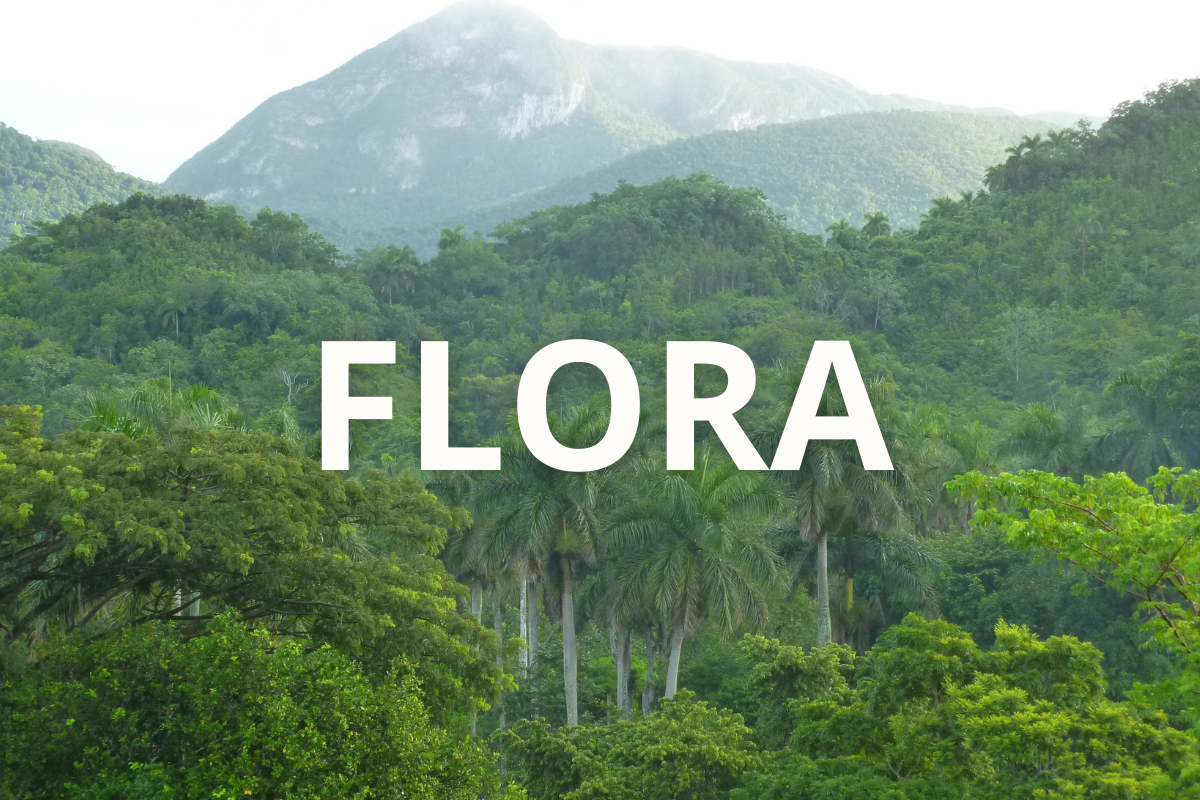 FLORA NEDİR?